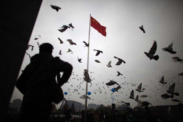 中國一場賽鴿比賽出現一起奇特的作弊事件，2名中國男子竟帶著鴿子坐高鐵前往終點上海，由於「飛行速度」太快而被發現舞弊。中國賽鴿示意圖。（路透）