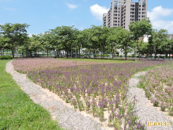 烏日自治公園小花海已完工了，種滿了很像薰衣草的天使花，下週就會開放參觀（記者蘇金鳳攝）