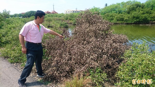 台南豪雨災情過後，北門區的紅樹林「海茄苳」出現枯死情形。（記者楊金城攝）