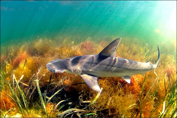 會吃海草的窄頭雙髻鯊是已知第一種雜食性鯊魚。（取自網路）