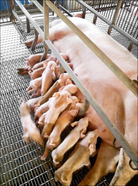 屏東縣麟洛鄉吳氏夫婦飼養的母豬最近一口氣生下21隻小豬仔，每隻平均約3台斤重。（圖：徐加真提供）