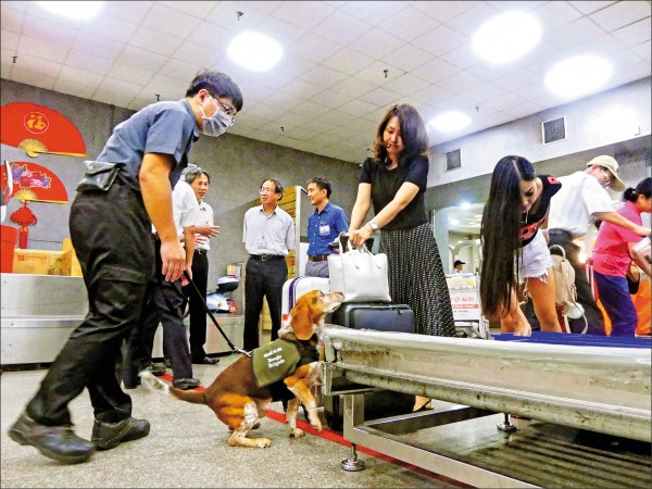 防檢局現調整米格魯檢疫犬作業，檢疫犬除了行李轉盤，也在海關作業，一發現違禁品就會予以開罰。（資料照）