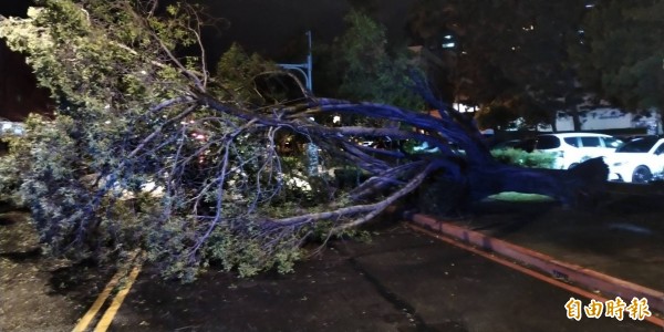 受山竹外圍環流影響，新北市板橋國小後門路樹倒塌擋道。（記者吳仁捷攝）