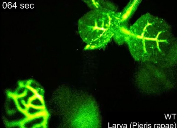 不要亂摘葉子 美國科學家發現植物 痛苦訊號 國際 自由時報電子報