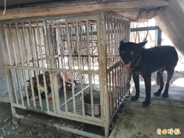 新竹縣70歲林姓阿伯，在河堤邊愛心飼養了近90隻流浪狗，但有不當飼養疑慮，且欠缺乾淨的飲水與食物，許多犬隻狀況不佳。（記者廖雪茹攝）