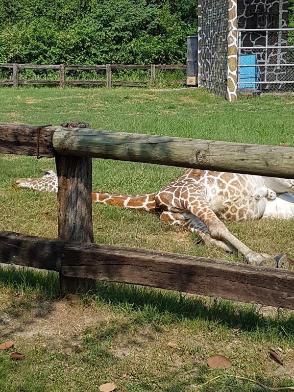 學甲區頑皮世界動物園內一頭長頸鹿，今天下午突在遊客面前暴斃，照片貼上網路後引起網友關心。（記者王涵平翻攝臉書）