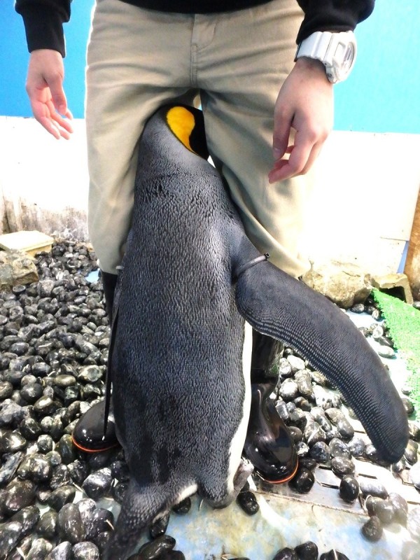 日本大阪有間水族館，有隻小企鵝把飼育員當作「父母般」鑽到他的跨下取暖，結果2年後企鵝長大了，但是被寵壞的撒嬌習慣依舊沒變。（圖擷取自「大阪・海遊館twitter」）