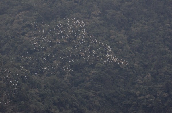 黃頭鷺過境進入高峰期，樟湖地區每天可見上萬隻成群飛過。（記者黃淑莉翻攝）