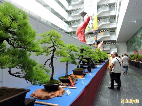 樹齡500年盆栽五葉松這裡看得到 閃電 生活 自由時報電子報
