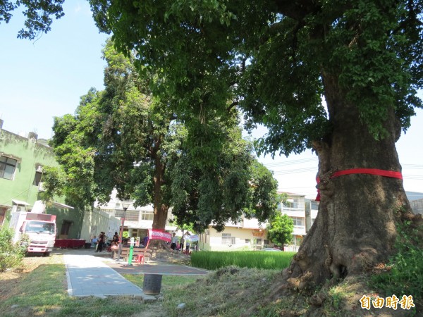 讓300年老茄苳樹下有更多人前往休憩，烏日前竹里展開修建茄苳夫妻老樹的休閒廣場，今舉行啟用儀式。（記者蘇金鳳攝）