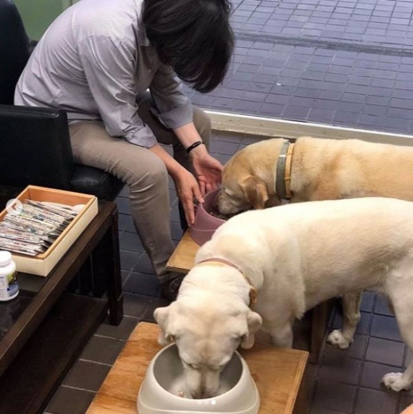 總統蔡英文收養的退役導盲犬Bella和Bunny今天喜迎生日，她特別撥空陪兩犬吃生日大餐。（圖擷取自蔡英文Instagram）