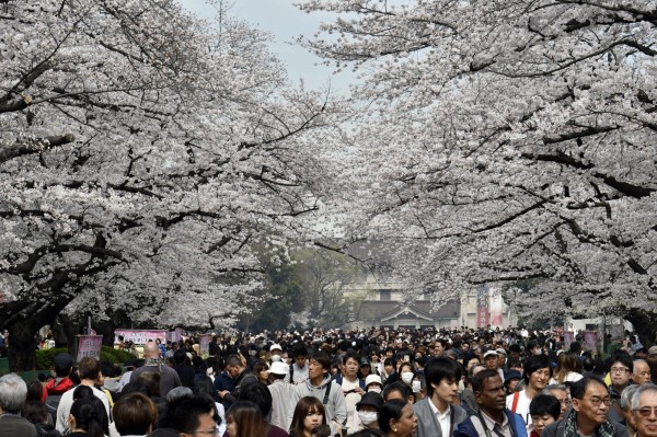 花粉症患者注意明年日本春季花粉量恐暴增6成 國際 自由時報電子報