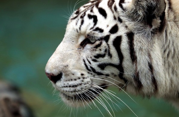 日本平川動物公園昨日發生動物傷人事件，一名飼育員遭園內「白虎」襲擊後頸部流血，送醫不治。圖為白虎示意圖，非文內白虎。（路透）