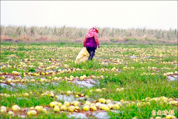 勘查人力少 風災勘損易遭矇騙