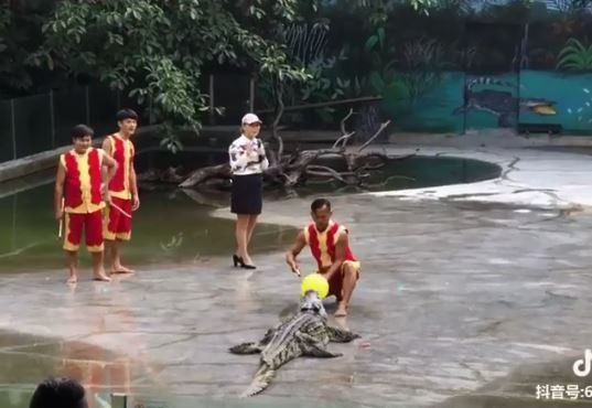 近期一段鱷魚秀的影片瘋傳，影片中可見有馴鱷師拿著黃色汽球，準備塞進鱷魚大嘴。（圖擷取自影片）
