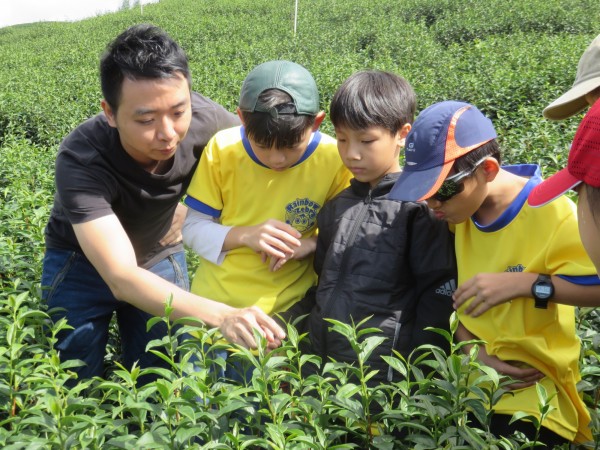 南大附小彩虹斑馬志工隊戶外教育課程參觀茶園，體驗採茶。（彩虹斑馬志工隊提供）