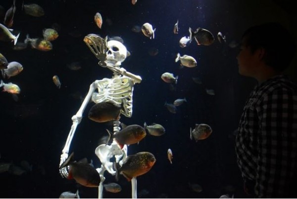 水族館水槽寫著 協尋食人魚飼育員 民眾驚見骷髏 國際 自由時報電子報