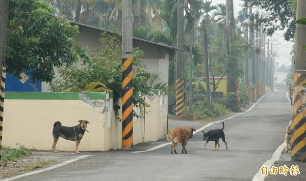 為減少流浪犬氾濫所造成的危害，縣府除加強抑制野外族群數量，並透過補助，鼓勵飼主配合貓犬絕育政策，減少棄養。（記者李立法攝）