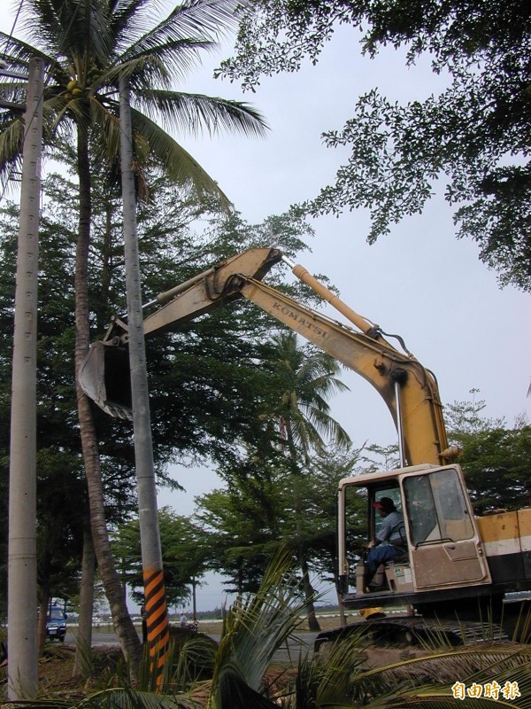 砍伐椰子樹具危險性，從事時應注意安全。示意照，圖中人物與本新聞事件無關。（記者李立法攝）