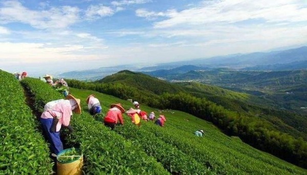 仁愛鄉林姓茶農欠稅，執行署查封他種在武界的高山烏龍茶234台斤拍賣。茶園示意圖，與新聞無關。（資料照）