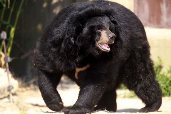 亞洲黑熊示意圖，非當事熊。（法新社）
