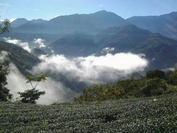 南投縣仁愛鄉武界高海拔雲霧繚繞，茶葉品質高檔。（記者湯世名翻攝）