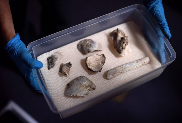 巴西博物館9月遭逢祝融之災，館長克爾納19日證實，已尋獲超過1.2萬年歷史、全美洲最古老人類化石露西亞（Luzia）80%的頭骨碎片。（法新社）