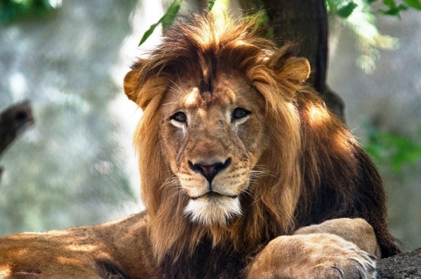 美國印第安納波利斯動物園10歲雄獅尼亞克（Nyack），遭伴侶母獅祖里（Zuri）咬死。（圖擷自印第安納波利斯動物園臉書）