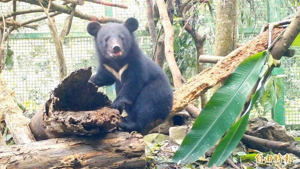 A seven-month-old Formosan black bear, declared fit and healthy after being found near Nanan Waterfall in Hualien County’s Jhuosi Township in July, plays in its enclosure in an undated photograph.
Photo courtesy of the Forestry Bureau