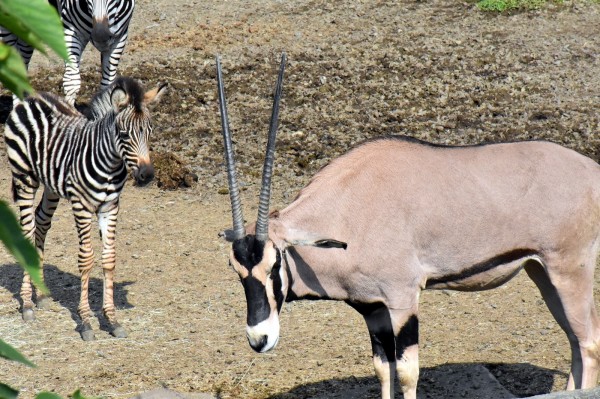 查普曼斑馬寶寶好奇地觀察東非劍羚。（圖由台北市立動物園提供）