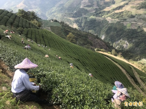 仁愛鄉中高海拔茶區冬茶進入產期，但受初秋山區低溫影響，產量不如預期。（記者佟振國攝）