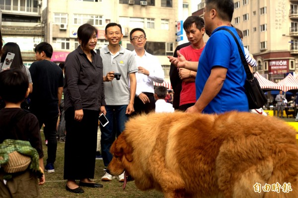 新竹市政府舉辦的風城名犬國際菁英賽，今天吸引各地150隻名犬參與，更邀請國外裁判評分，有如一場毛小孩的模特兒走秀。（記者洪美秀攝）