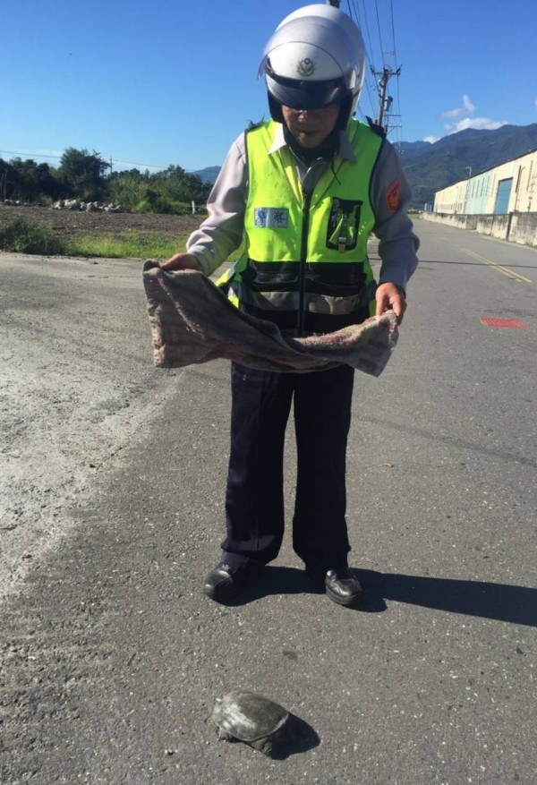 關山警陳志慶拿出抹布，小心翼翼的受困小甲魚移放到圳溝旁。（記者陳賢義翻攝）