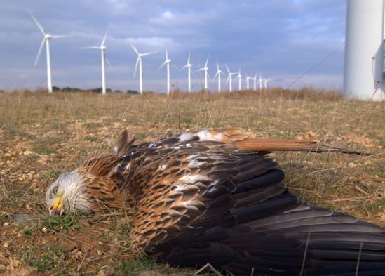 研究指出，風力發電廠降低該地猛禽類的數目，對當地的食物鍊產生衝擊。（圖取自網路）