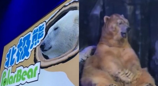 中國海洋公園內的1隻「北極熊」被民眾發現冷到發抖。（圖擷取自微博）