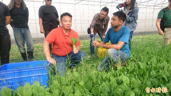 高思博（前左）下午參訪官田區時生永續農場採收有機蔬菜。（記者楊金城攝）
