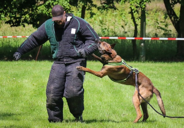 英國在2002年至2017年期間，曾經派出1042隻軍犬，來協助阿富汗戰爭的英軍，然而戰爭結束後，這些在沙場上賣命奮鬥的軍犬往往不是被撲殺，就是被無情地棄置戰場。圖為軍犬訓練示意圖，與本文無關。（歐新社）