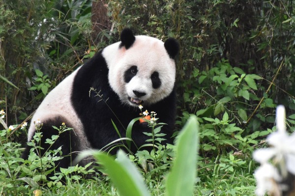 「圓仔」就是愛熱鬧。（台北市立動物園提供）