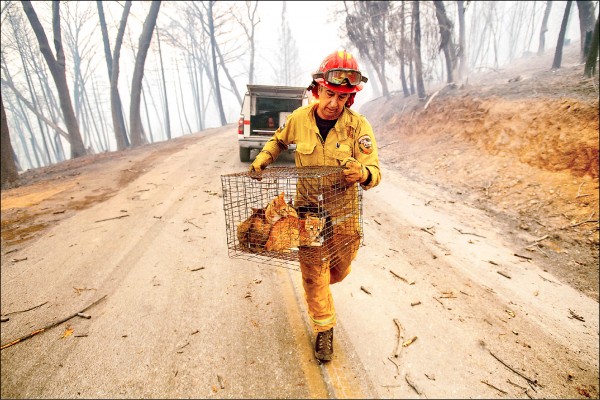 加州大彎地區的消防人員搶救受困貓咪。（美聯社）