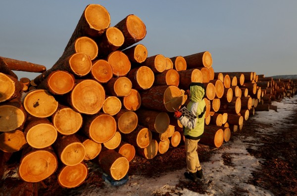俄羅斯官員表示，若中國不出錢協助俄國恢復森林資源，就要禁止木材出口到中國，讓中共官員嚇傻。西伯利亞伐木場示意圖。（路透）