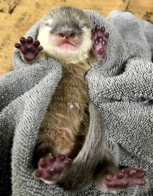 小爪水獺寶寶睡到四腳朝天。（台北市立動物園）