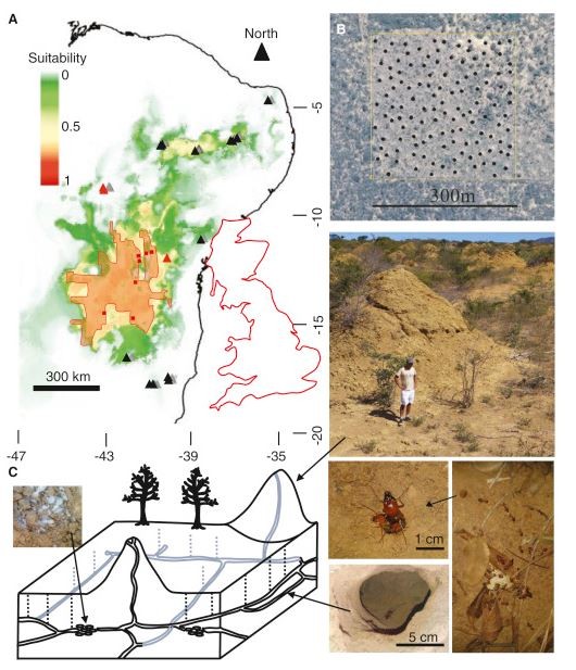 學者在巴西東北部發現一處由2億個蟻丘組成的巨大建築群。（圖翻攝自當代生物學網頁）