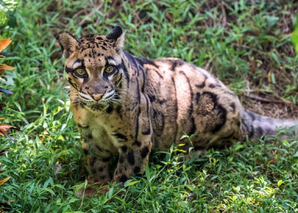 動物園「人瑞級」雲豹奶奶「雲新」，近日因多重器官功能衰竭，以18歲高齡辭世，溫柔眼眸成追憶。（動物園提供）