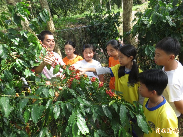 南大附小等3所國小師生前往東山咖啡園戶外教學，認識台南在地咖啡生產歷程。（記者王涵平攝）