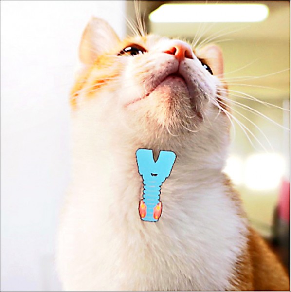 喵星人三多一少防甲狀腺亢進汪星人三少一多恐甲狀腺低下- 即時新聞 