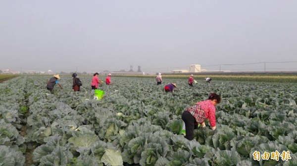 高麗菜價格崩跌，雲林縣府啟動耕鋤機制，每公頃補助7萬元。（記者林國賢攝）