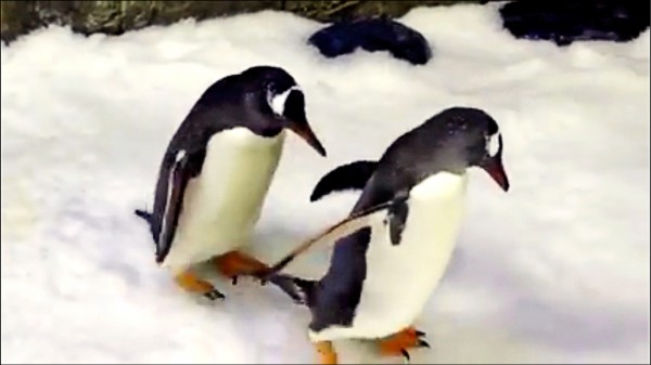 澳洲雪梨海洋生物中心同性養育後代的巴布亞企鵝馬基克和史芬。（路透）