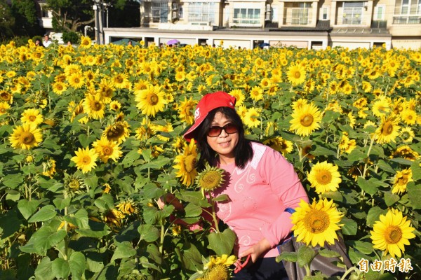 桃園花彩節「相戀在平鎮」超美花海，與人齊高向日葵超好拍。（記者李容萍攝）