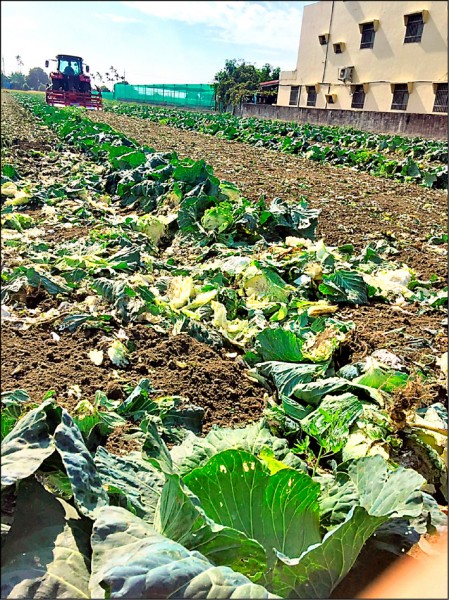 國內高麗菜最大產地雲林縣已啟動耕鋤。（資料照）