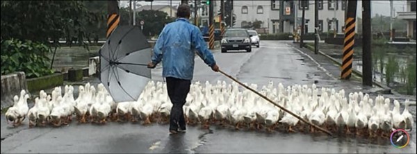 宜蘭縣三星鄉出現鴨群行經農路，車子停車讓路的有趣畫面。（圖由李志鏞提供）